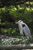 Grey Herron - Digital Photography - By Macsfield Images, Wildlife Photography Artist