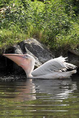 Wildlife - Pelican - Digital