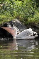 Pelican - Digital Photography - By Macsfield Images, Wildlife Photography Artist