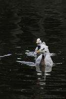 Ducks - Digital Photography - By Macsfield Images, Wildlife Photography Artist
