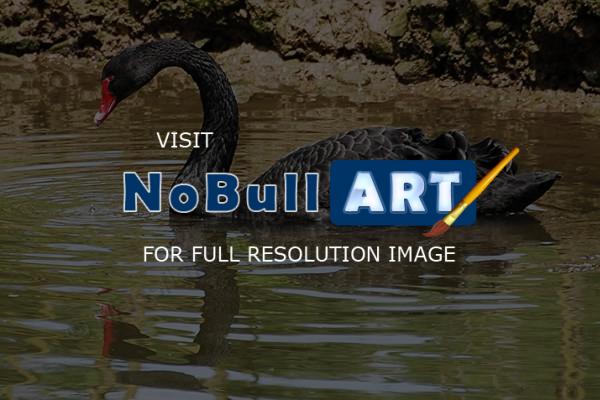 Wildlife - Black Swan - Digital