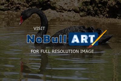 Wildlife - Black Swan - Digital