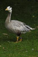 Duck - Digital Photography - By Macsfield Images, Wildlife Photography Artist