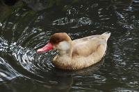 Duck - Digital Photography - By Macsfield Images, Wildlife Photography Artist