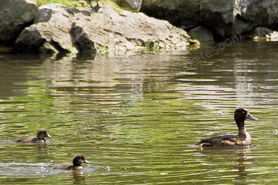 Wildlife - Duck  Ducklings - Digital