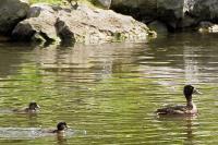 Wildlife - Duck  Ducklings - Digital