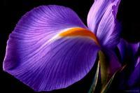 Iris - Digital Photography - By Macsfield Images, Flora Photography Artist