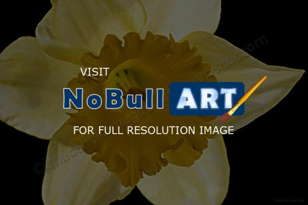 Flora - Narcisus - Digital