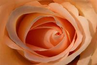 Flora - Peach  Cream Rose - Digital