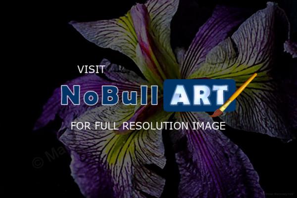 Flora - Purple Iris - Digital