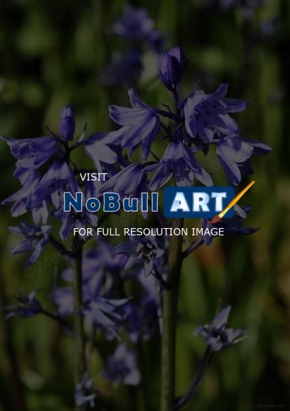 Flora - Bluebells - Digital