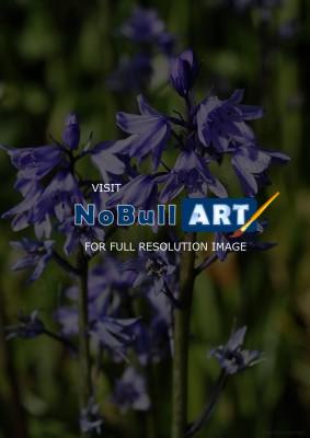 Flora - Bluebells - Digital