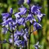 Bluebells - Digital Photography - By Macsfield Images, Flora Photography Artist