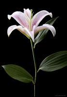 Lily - Digital Photography - By Macsfield Images, Flora Photography Artist