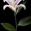 Lily - Digital Photography - By Macsfield Images, Flora Photography Artist