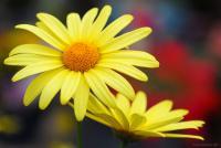 Agryanthemum Cornish Gold - Digital Photography - By Macsfield Images, Flora Photography Artist