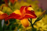 Hemerocallis Frans Hals - Digital Photography - By Macsfield Images, Flora Photography Artist