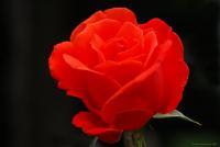 Flora - Rose - Digital