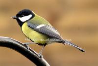 Great Tit - Digital Photography - By Macsfield Images, Wildlife Photography Artist