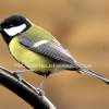 Great Tit - Digital Photography - By Macsfield Images, Wildlife Photography Artist