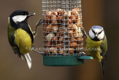 Wildlife - Great Tit And  Blue Tit On Feeder - Digital