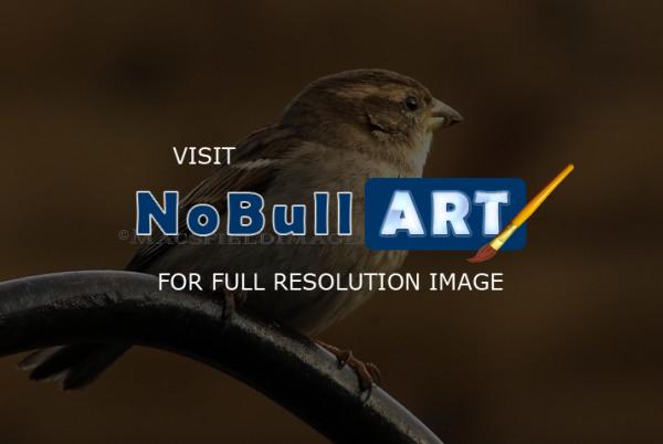 Wildlife - House Sparrow - Digital