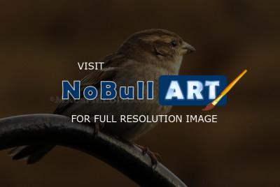 Wildlife - House Sparrow - Digital