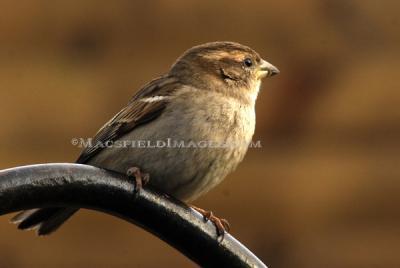 Wildlife - House Sparrow - Digital