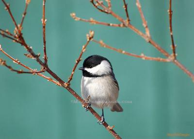 Wildlife - Black Cap - Digital