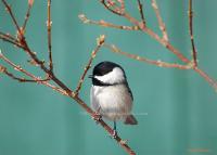 Black Cap - Digital Photography - By Macsfield Images, Wildlife Photography Artist