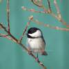 Black Cap - Digital Photography - By Macsfield Images, Wildlife Photography Artist