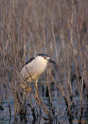 Wildlife - Black-Crowned Herron - Digital