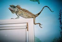 Iguana - Acrylics Paintings - By Vania Xristova, Realism Painting Artist