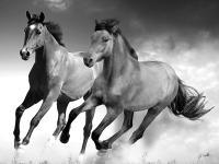 Runnning Horses Sketch - Ink Sketch Drawings - By Carrie Smith, Digital Drawing Artist