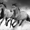 Runnning Horses Sketch - Ink Sketch Drawings - By Carrie Smith, Digital Drawing Artist