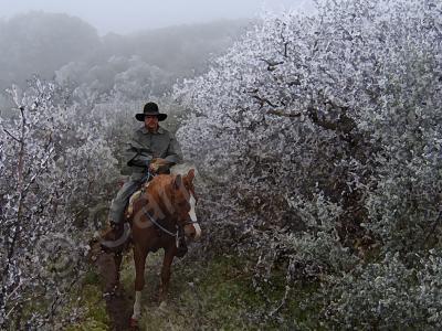 Equestrian Art - Frosty Ride Among The Mesquite - Watercolor