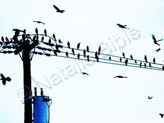 Abstract - Birds Of Paradise - Photography