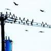 Birds Of Paradise - Photography Photography - By Natalie Bible, 35Mm Photography Artist