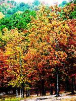 October Dream - Photography Photography - By Natalie Bible, Digital Photography Artist