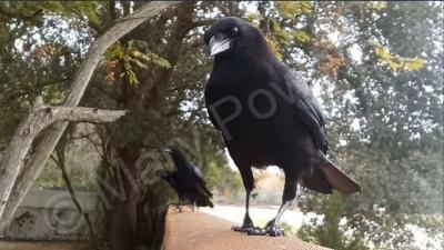 My Murder Of Crow - Trust Issues - Digital