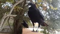 My Murder Of Crow - Trust Issues - Digital