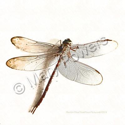 Bugs - Dead Dragonfly - Digital