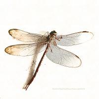 Bugs - Dead Dragonfly - Digital
