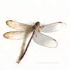 Dead Dragonfly - Digital Photography - By Mary Powers, Nature Photography Artist