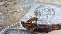 Bee - Fine Dinning - Digital Photography - By Mary Powers, Nature Photography Artist