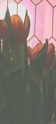 Ode To Dead Flowers - Tulips 2 - Digital