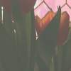 Tulips 2 - Digital Photography - By Mary Powers, Nature Photography Artist