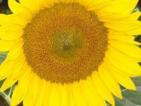 Sunflower Feelings - Digital Photography - By Teachme Todanceagain, Nature Photography Artist