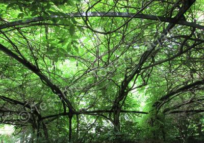 Nature - Under The Arbor - Digital