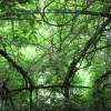 Under The Arbor - Digital Photography - By Teachme Todanceagain, Nature Photography Artist